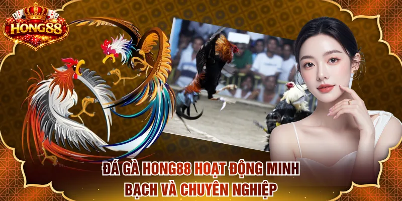 Đá gà HONG88 hoạt động minh bạch và chuyên nghiệp
